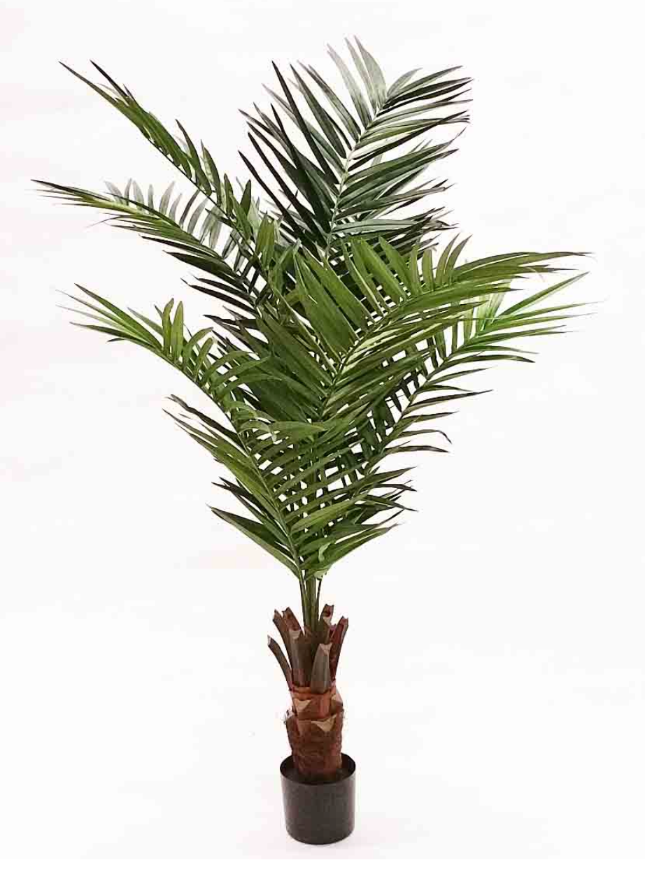 6' KING KENETIA PALM