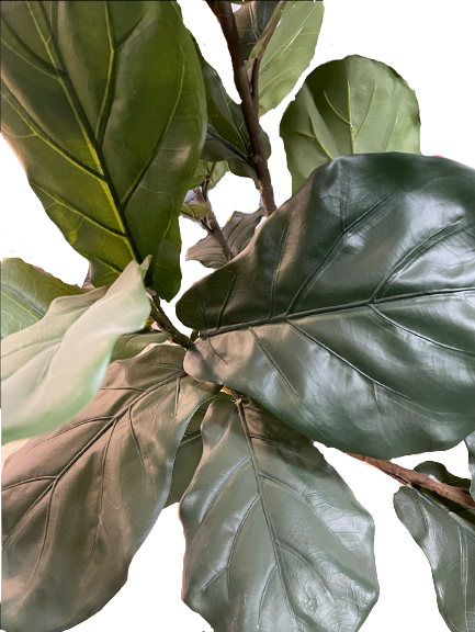 6.5 FT POTTED FIDDLE FIG