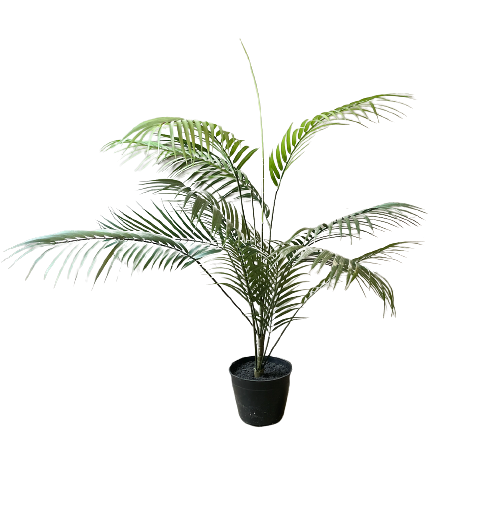 areca palm for sale canada 3FT ARECA PALM TREE – Frank Dupuis Landscaping & Trucking