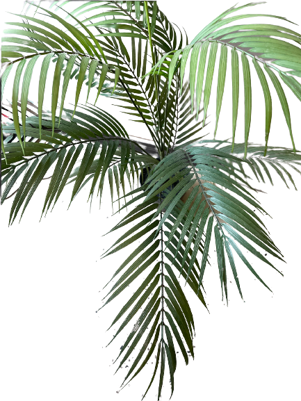 3FT ARECA PALM TREE