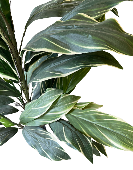 4FT GREEN AND WHITE CORDYLINE TREE