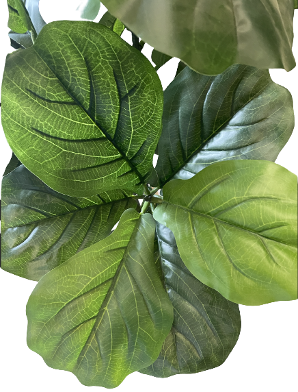 4FT POTTED FIDDLE LEAF FIG