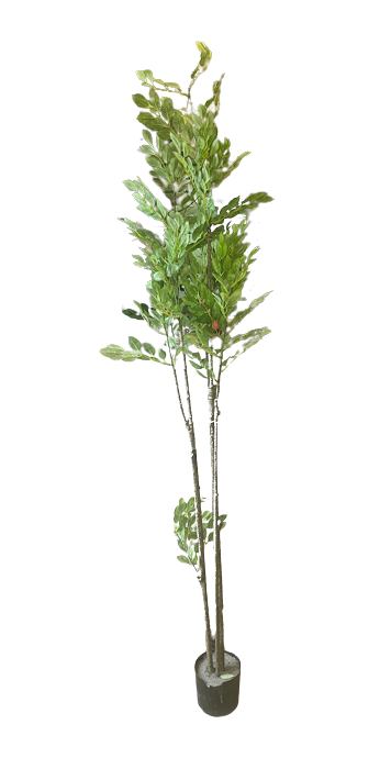 5FT TONERIKO TREE