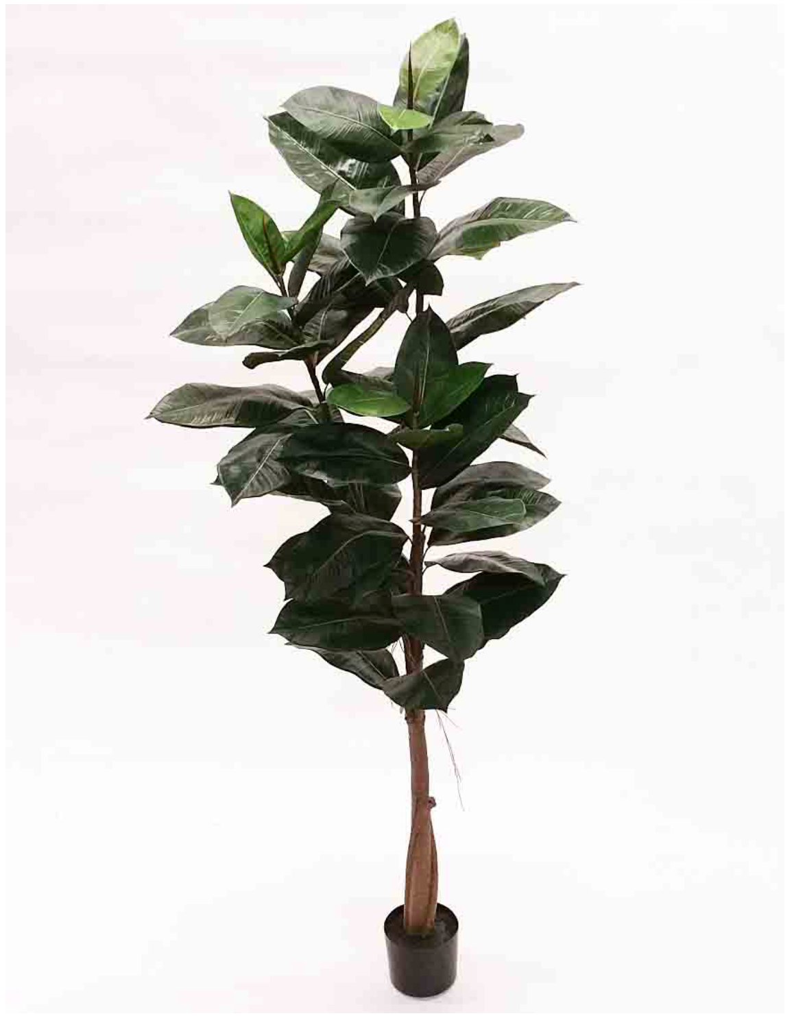 6FT POTTED RUBBER TREE