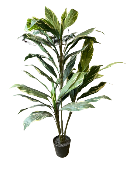 4FT GREEN AND WHITE CORDYLINE TREE